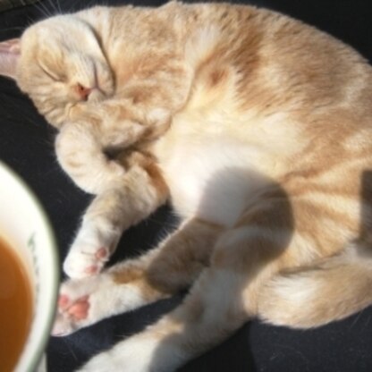 ニャンコ好きのmimi2385さんに我が家の虎太郎クンの寝姿を披露です～☆
ぽってり♪でモフモフなんです～^m^！
←猫バカですｗ
ポカポカに温まりました♡